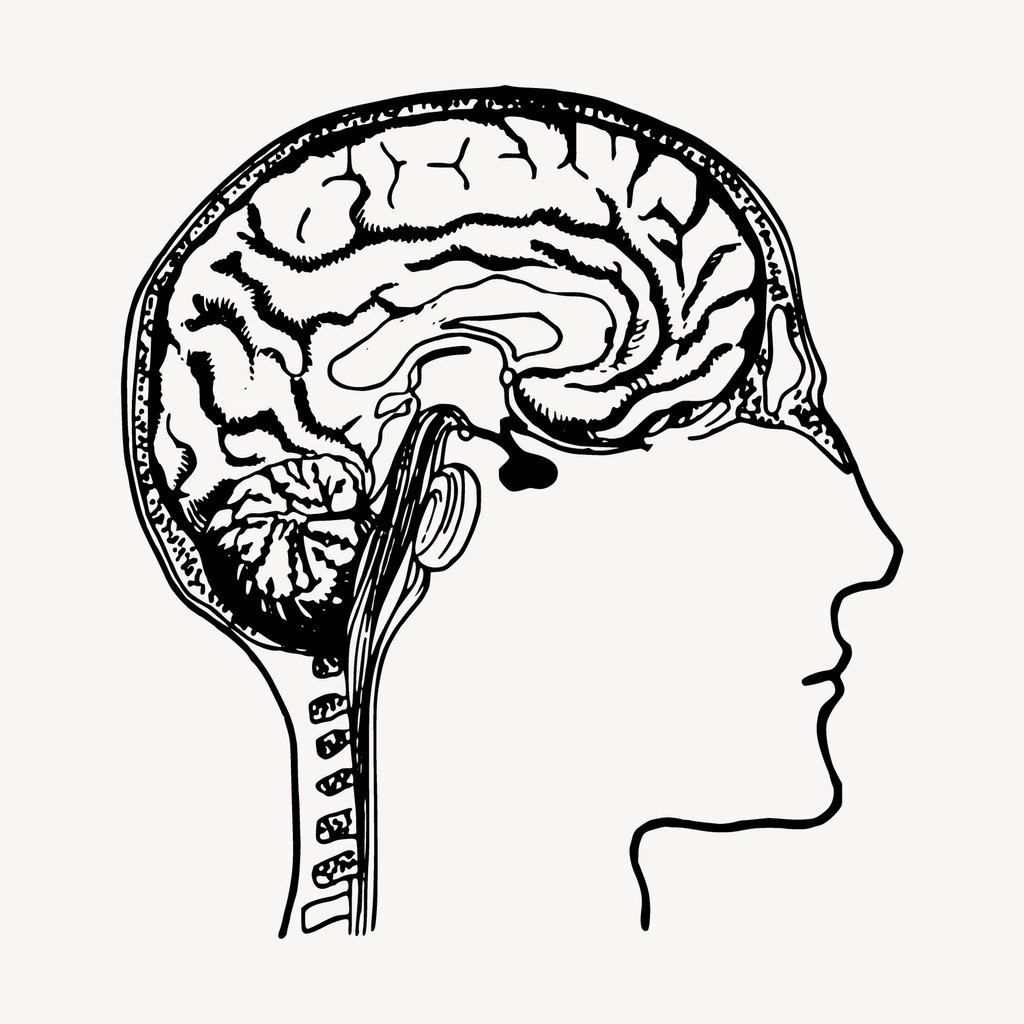 Illustration anatomique de la tête et du cerveau pour réviser l'anatomie spécialisée de l'UE5 PASS